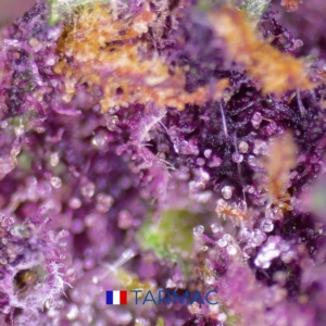 tarmac cbd greenhouse izno farm corrèze living soil 12-15%